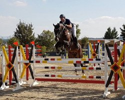 jumper Cansendo (Hanoverian, 2009, from Canstakko)