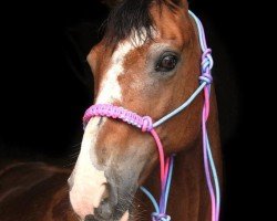 broodmare Pol's Faith (New Forest Pony, 2002, from Marits Mistique)