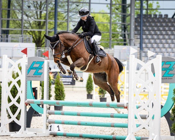 jumper Cup HZ (Hanoverian, 2019, from Cup Cooper)