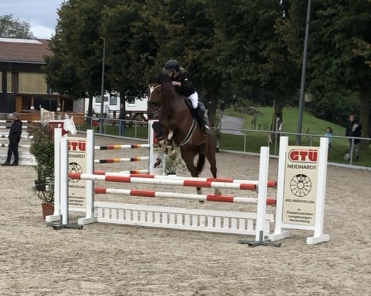 jumper Candero (German Sport Horse, 2016, from Cullinan du Borget B)