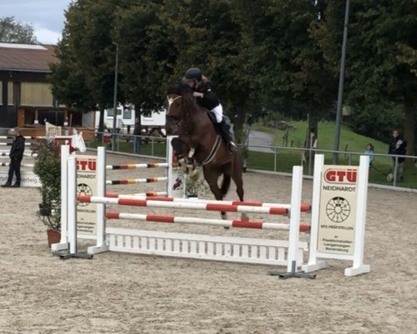 jumper Candero (German Sport Horse, 2016, from Cullinan du Borget B)