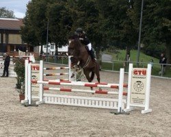 jumper Candero (German Sport Horse, 2016, from Cullinan du Borget B)