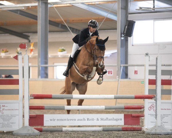 Springpferd Cornet's Carlchen vom Heimental (Deutsches Sportpferd, 2020, von Cornet's Quaprice)