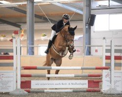 jumper Cornet's Carlchen vom Heimental (German Sport Horse, 2020, from Cornet's Quaprice)