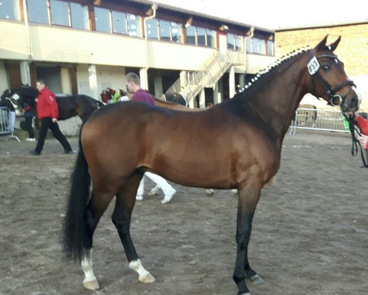 stallion Nablissimo 4 (German Riding Pony, 2015, from New Classico)
