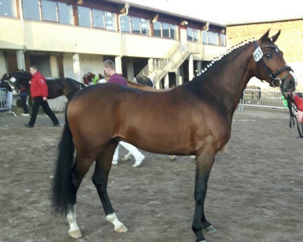 stallion Nablissimo 4 (German Riding Pony, 2015, from New Classico)