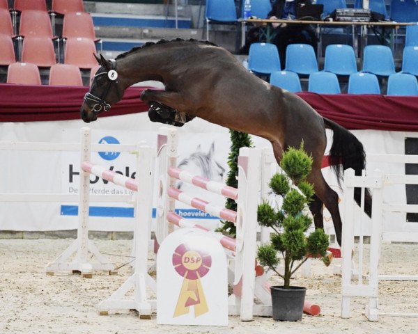 stallion Cornato MW (German Sport Horse, 2018, from Cornet Obolensky)