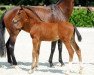 dressage horse Hengst von Dark Dressed Man/Sunny Boy (Westphalian, 2017, from Dark Dressed Man)