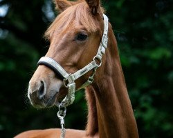 dressage horse Runa (Oldenburg, 2019, from Revolution)