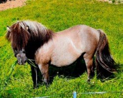 horse Avanti (Shetland Pony, 2015, from Ambitie van de Zandkamp)