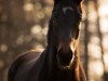 dressage horse Salerosa (Oldenburg, 2019, from Sandro Hit)