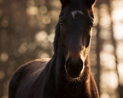 dressage horse Salerosa (Oldenburg, 2019, from Sandro Hit)