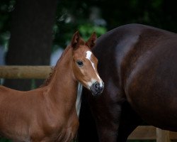 dressage horse Fasten Seatbelt 3 (Oldenburg, 2020, from Foundation 2)