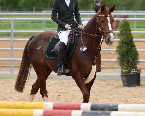 horse Starpower Thirza (German Riding Pony, 2013, from Carnuet)