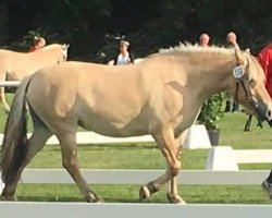 broodmare Jedda (Fjord Horse, 2013, from Bjarne)