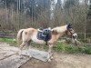 Dressurpferd Argo 53 (Haflinger-Mix, 2002)
