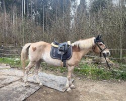 dressage horse Argo 53 (Haflinger Mix, 2002)