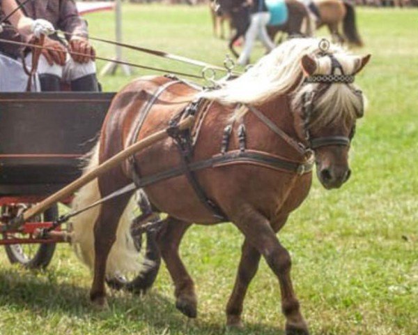 Pferd Butschmann (Shetland Pony, 2010, von Bandit)