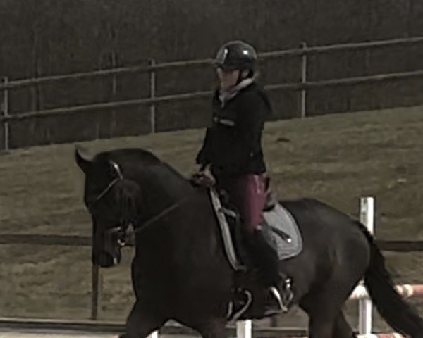 Dressurpferd Habanero (Trakehner, 2018, von Ivanhoe)