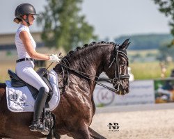 dressage horse Black Forest 3 (Württemberger, 2013, from Bodyguard 49)