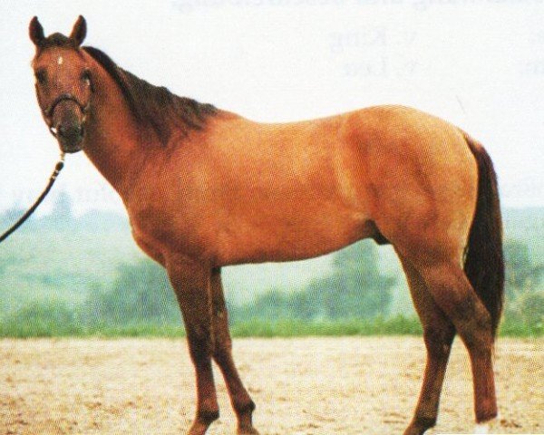 Pferd Pines Blueribbon Jac (Quarter Horse, 1994, von Mr Barbie Cody Jac)