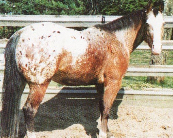 broodmare Whitershadeofpale (Appaloosa, 1992, from Shades Of Wonder) broodmare Whitershadeofpale (Appaloosa, 1992, from Shades Of Wonder)
