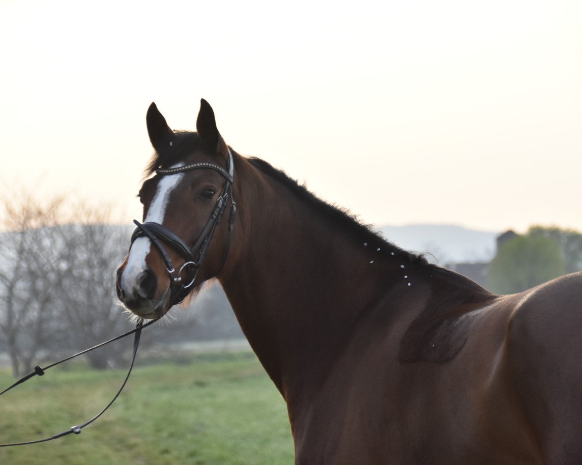 jumper Dieu's Destination reached (Oldenburg show jumper, 2015, from Dieu-Merci van T&L)