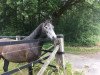 horse Lahinch Diego (Connemara Pony, 2013, from Shadow's Dun)