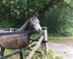 Pferd Lahinch Diego (Connemara-Pony, 2013, von Shadow's Dun)