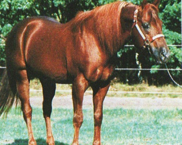 stallion Peppys Tino (Quarter Horse, 1981, from Ole Man Luck)