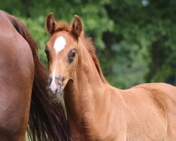 dressage horse Filou (Hanoverian, 2021, from For Romance I)