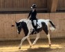 Springpferd Pino 178 (Lewitzer, 2011, von Percy)