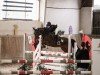 Springpferd Kiriyan van Orchid's (Nederlands Rijpaarden en Pony, 2017, von Kanshebber)