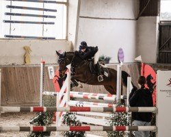Springpferd Kiriyan van Orchid's (Nederlands Rijpaarden en Pony, 2017, von Kanshebber)
