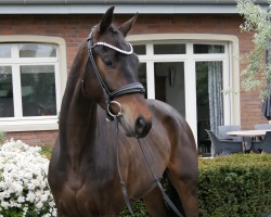 dressage horse I am 4 (Oldenburg, 2021, from Iron)