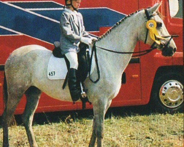 Zuchtstute Silver Moonlight (Deutsches Reitpony, 1991, von Silvertop's As)