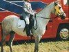broodmare Silver Moonlight (German Riding Pony, 1991, from Silvertop's As)