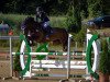 jumper Danyderwen Prince William (Welsh-Cob (Sek. D), 2007, from Trevallion Picasso)