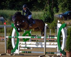 Springpferd Danyderwen Prince William (Welsh-Cob (Sek. D), 2007, von Trevallion Picasso)