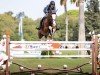 jumper Nasa de Toxandria (Belgian Warmblood, 2013, from Vertigo Saint-Benoît)