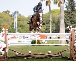 jumper Nasa de Toxandria (Belgian Warmblood, 2013, from Vertigo Saint-Benoît)
