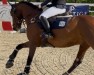 Springpferd Ego 14 (Pony ohne Rassebezeichnung, 2009)