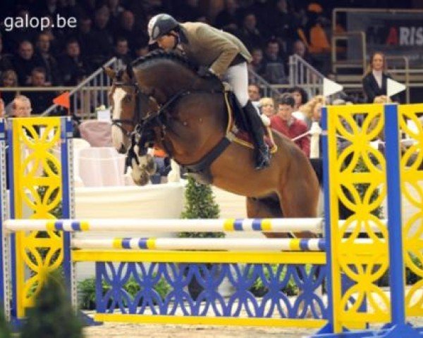 stallion Vertigo Saint-Benoît (Belgian Warmblood, 2005, from Ogano Sitte)