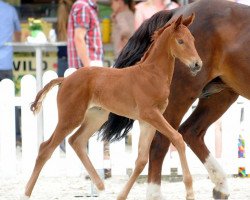 Zuchtstute First Lady BB (Westfale, 2017, von For Final)