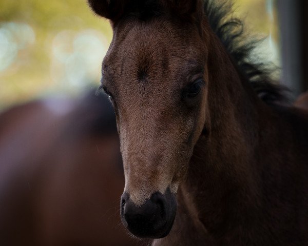 dressage horse Daisy de Luxe (Oldenburg, 2021, from Hesselhøj Donkey Boy)