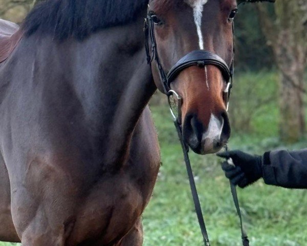 Springpferd Colle TH (Holsteiner, 2019, von Catch)