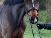 Springpferd Colle TH (Holsteiner, 2019, von Catch)