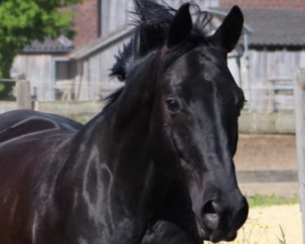 Dressurpferd Stanley 162 (Oldenburger, 2007, von Sixtus)