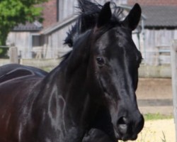 dressage horse Stanley 162 (Oldenburg, 2007, from Sixtus)