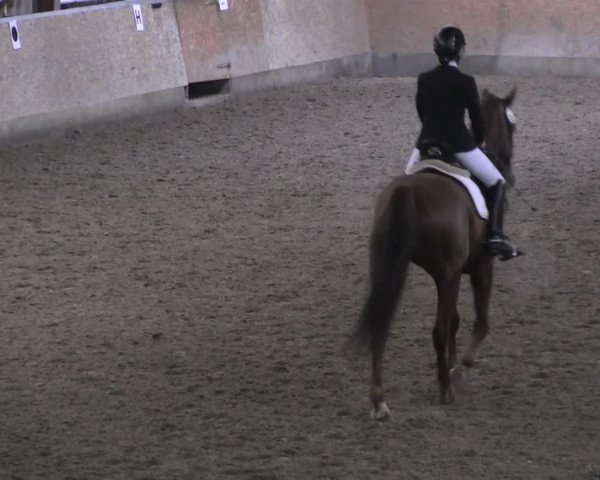 Hallendressurturnier Springe 2014